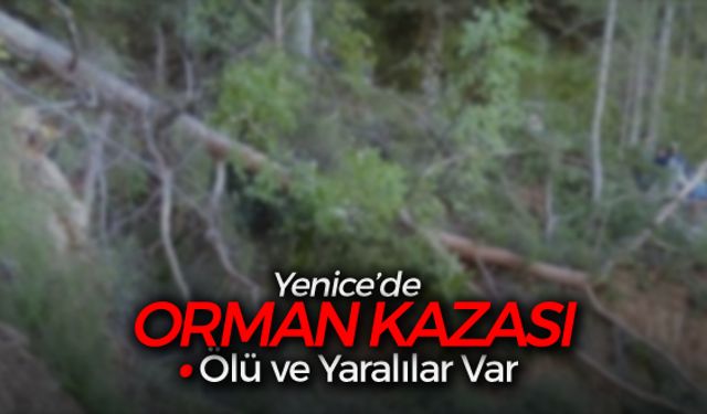 YENİCE'DE ORMAN KAZASI