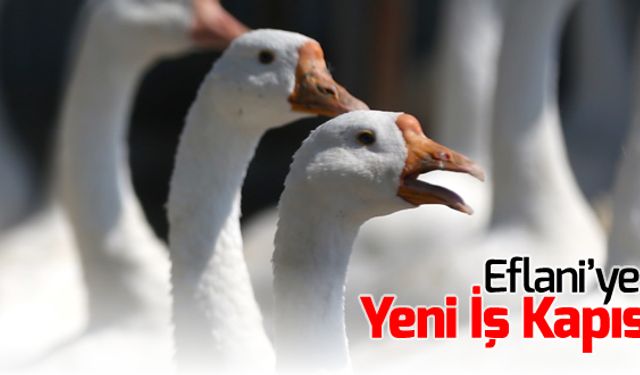 EFLANİ'YE YENİ İŞ KAPISI