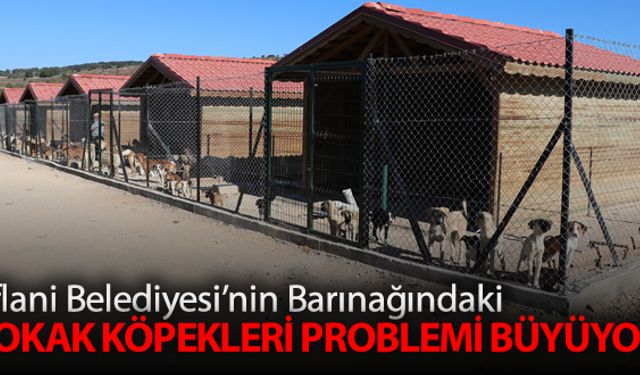 EFLANİ BELEDİYESİ'NİN BARINAĞINDAKİ SOKAK KÖPEKLERİ PROBLEMİ BÜYÜYOR