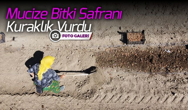 MUCİZEVİ BİTKİ SAFRANI KURAKLIK VURDU