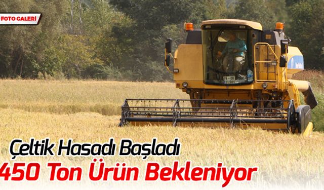 ÇELTİK HASADI BAŞLADI:450 TON ÜRÜN BEKLENİYOR