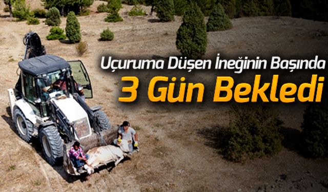 UÇURUMDAN DÜŞEN İNEĞİNİN BAŞINI 3 GÜN BEKLEDİ