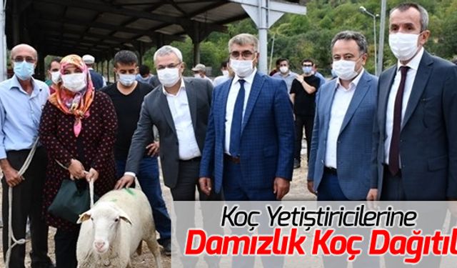 YETİŞTİRİCİLERE DAMIZLIK KOÇ DAĞITILDI