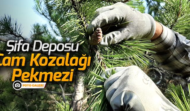 ŞİFA DEPOSU 'ÇAM KOZALAĞI PEKMEZİ'