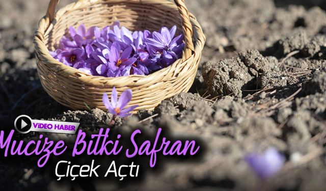 'MUCİZE BİTKİ SAFRAN' ÇİÇEK AÇTI