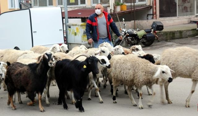 KAYBOLAN KOYUNLARINI POLİS YARDIMIYLA BULDU