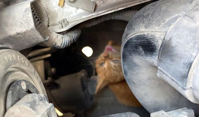 OTOMOBİLİN MOTOR KISMINA GİREN KEDİLERİ İTFAİYE KURTARDI