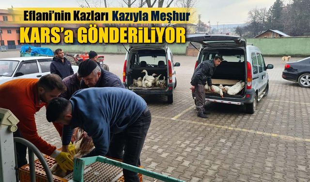 EFLANİ'NİN KAZLARI KAZIYLA MEŞHUR KARS'A GÖNDERİLİYOR