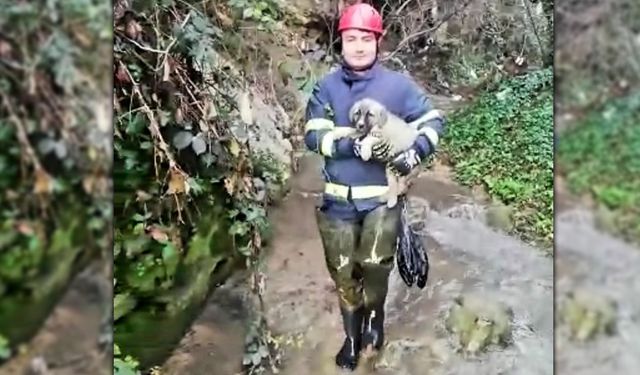 DEREYE DÜŞEN KÖPEK YAVRUSUNU İTFAİYE KURTARDI