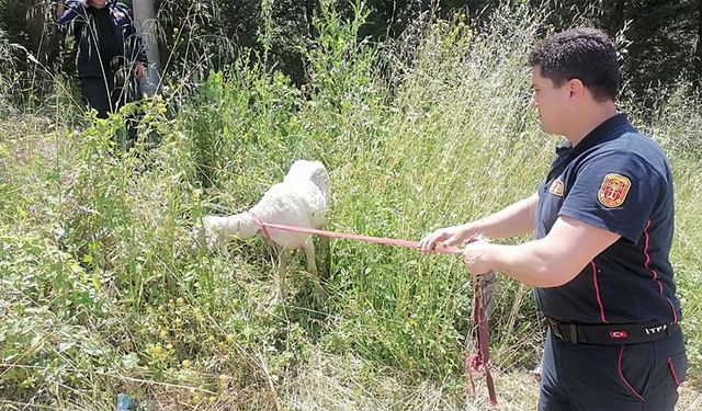 ÇAY KENARINDA MAHSUR KALAN KOYUN KURTARILDI