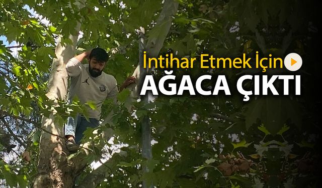 İNTİHAR ETMEK İÇİN AĞACA ÇIKTI