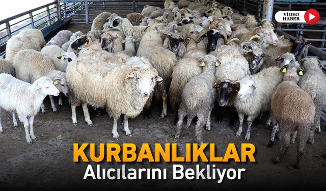 KURBANLIKLAR ALICILARINI BEKLİYOR