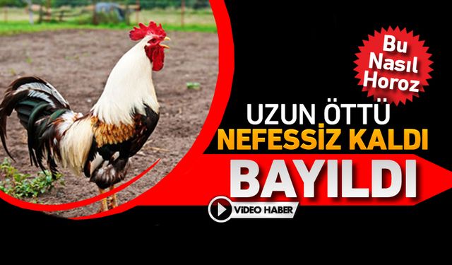 ÖTERKEN NEFESSİZ KALAN HOROZ BAYILDI