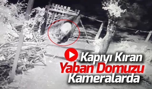 KAPIYI KIRAN YABAN DOMUZU KAMERALARDA