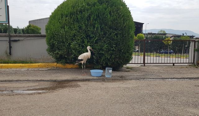 TARIM MÜDÜRLÜĞÜNE GETİRİLEN YARALI LEYLEK BAHÇEDEN AYRILMIYOR