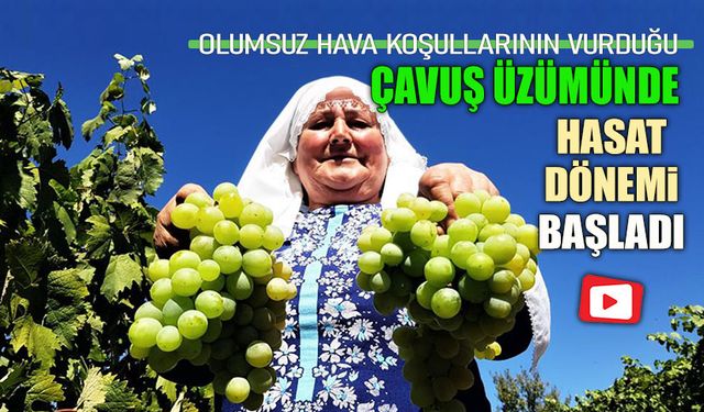 OLUMSUZ HAVA KOŞULLARININ VURDUĞU ÇAVUŞ ÜZÜMÜ 'NDE HASAT BAŞLADI