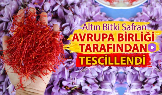 ALTIN BİTKİ SAFRAN AVRUPA BİRLİĞİ TARAFINDAN TESCİLLENDİ