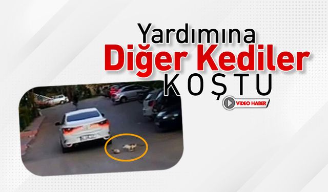 YARDIMINA DİĞER KEDİLER KOŞTU