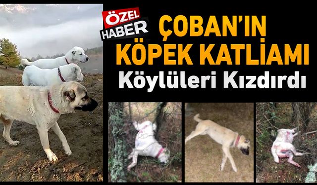 ÇOBANIN KÖPEK KATLİAMI TEPKİ GÖRDÜ