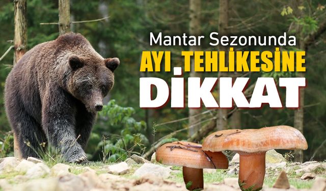 MANTAR SEZONUNDA AYI TEHLİKESİNE DİKKAT