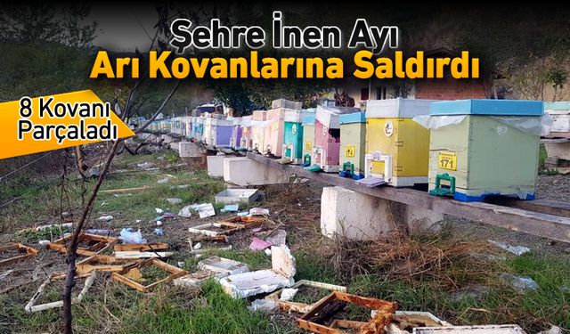 ŞEHRE İNEN AYI KOVANLARA SALDIRDI