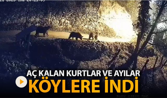 AÇ KALAN AYILAR VE KURTLAR KÖYLERE İNDİ