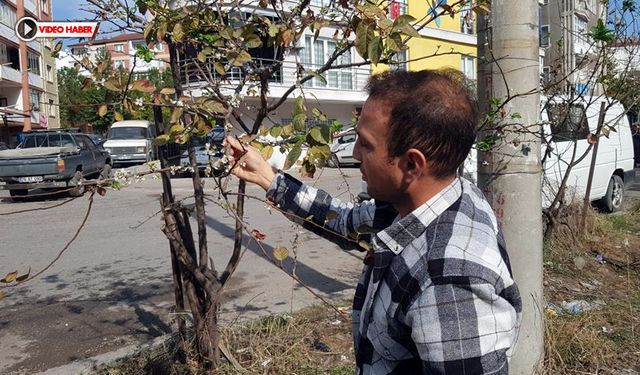 KASIM AYINDA ÇİÇEK AÇTI