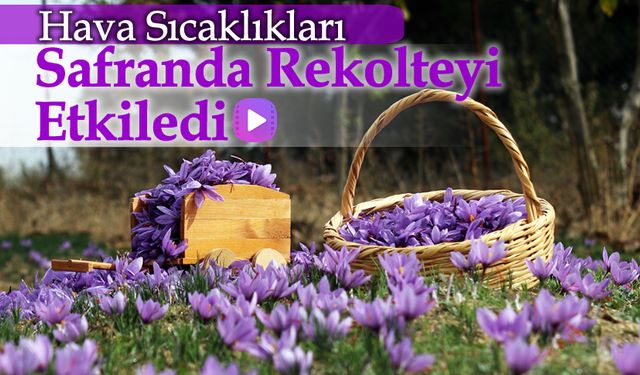 HAVA SICAKLIKLARI SAFRAN HASADINDA REKOLTEYİ ETKİLEDİ