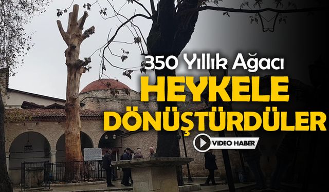 350 YILLIK AĞACI HEYKELE DÖNÜŞTÜRDÜLER