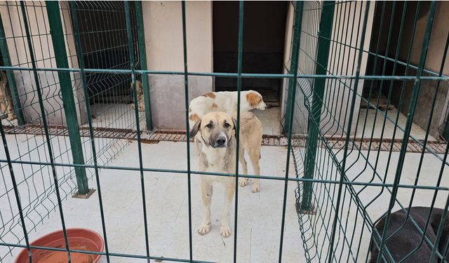 ÖLÜME TERK EDİLEN KÖPEKLER TEDAVİ EDİLDİ