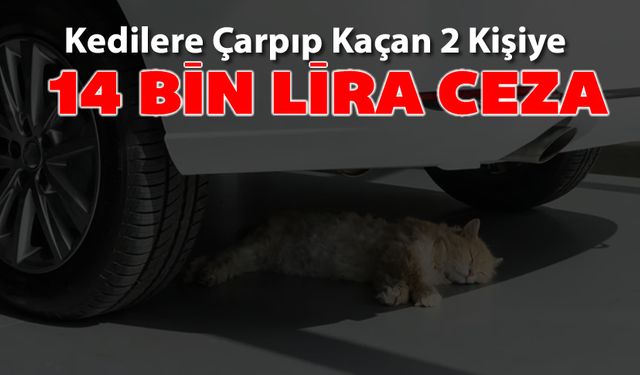 KEDİLERE ÇARPIP KAÇANLARA 14 BİN LİRA CEZA KESİLDİ