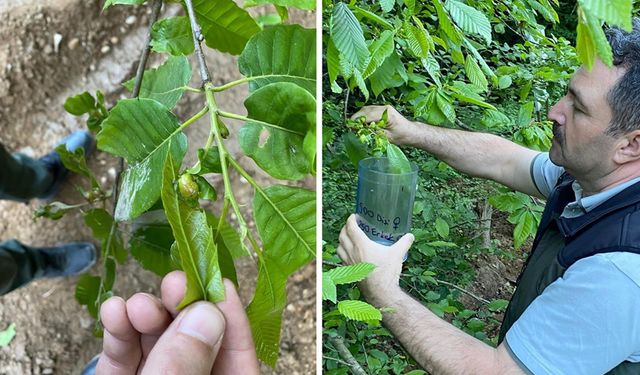 BOLU'DA 3 BİN ADET SAVAŞÇI BÖCEK BAL ÜRETİM ORMANLARINA SALINDI