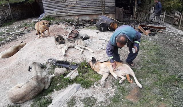 YANGINDA EVİNİ KAYBETTİ, DÜNYAM DEDİĞİ KÖPEKLERİ KURTULDU