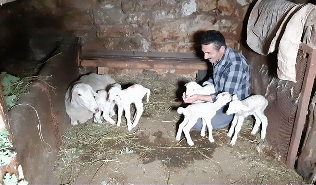 BOLU'DA BİR KOYUN TEK SEFERDE BEŞİZ DOĞURDU