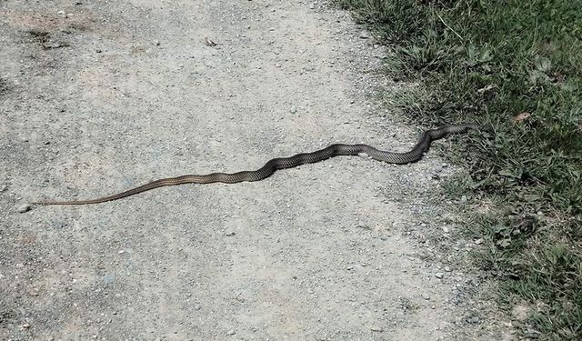 TAŞKÖPRÜ'DE YILANLAR TEDİRGİN EDİYOR