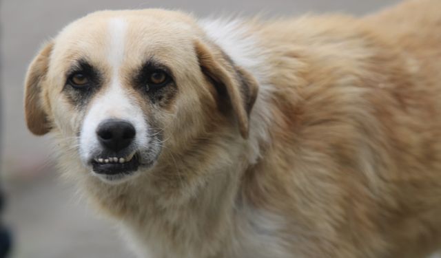 ZONGULDAK'TA SOKAK KÖPEKLERİ 80 YAŞINDAKİ VATANDAŞA SALDIRDI