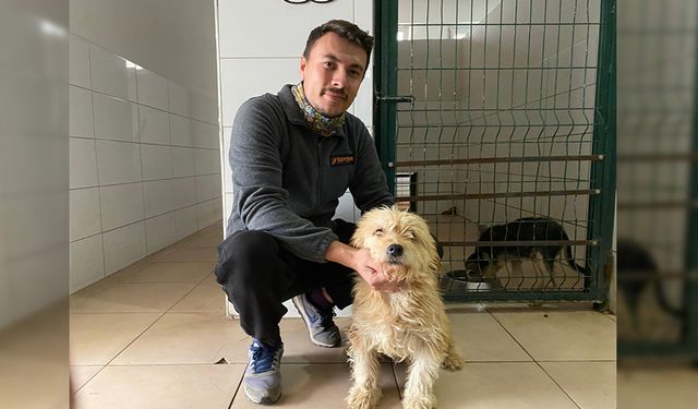 BOLU'DA SOKAK KÖPEĞİNE TÜMÖR OPERASYONU