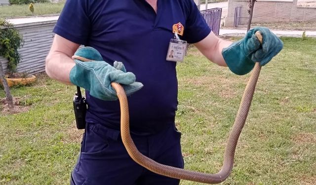 BOLU'DA VANA KUTUSUNA GİREN YILAN PANİK YARATTI