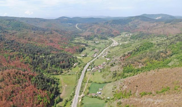 KASTAMONU ORMAN BÖLGE MÜDÜRLÜĞÜ'NDEN 'KAHVERENGİ ORMAN' AÇIKLAMASI