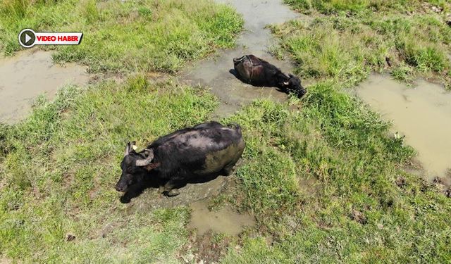 SICAKTAN BUNALAN MANDALAR ÇAREYİ ÇAMURDA BULDULAR