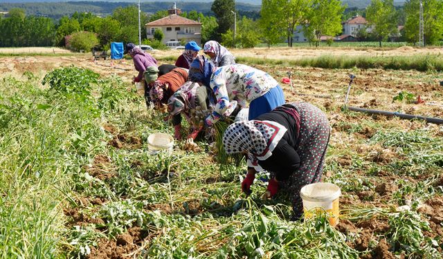 TAŞKÖPRÜ SARIMSAĞINDA HASAT BAŞLADI