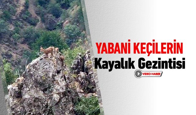 YABANİ KEÇİLERİN KAYALIK GEZİNTİSİ