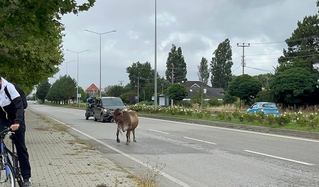 BAŞIBOŞ İNEK TRAFİĞİ TEHLİKEYE ATTI