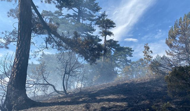 BOLU'DA ÖRTÜ YANGINI PANİĞE NEDEN OLDU