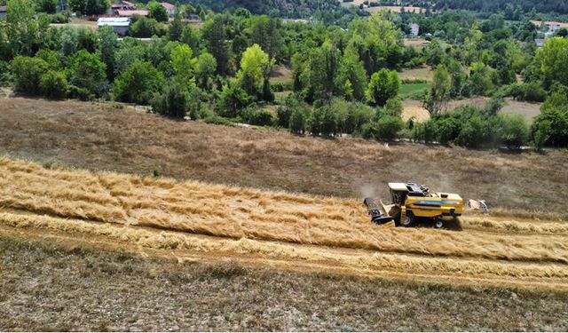 KASTAMONU'DA SİYEZ BUĞDAYININ HASADI BAŞLADI