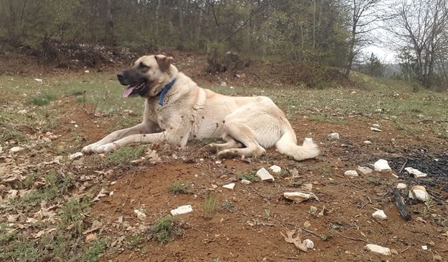 KÖPEK ÖLDÜRÜP SAHİBİNİ YARALAYAN ŞAHSA 6 YIL  6 AY CEZA