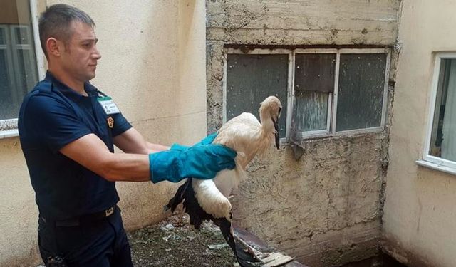 HAVALANDIRMA BOŞLUĞUNA DÜŞEN LEYLEK YARALANDI