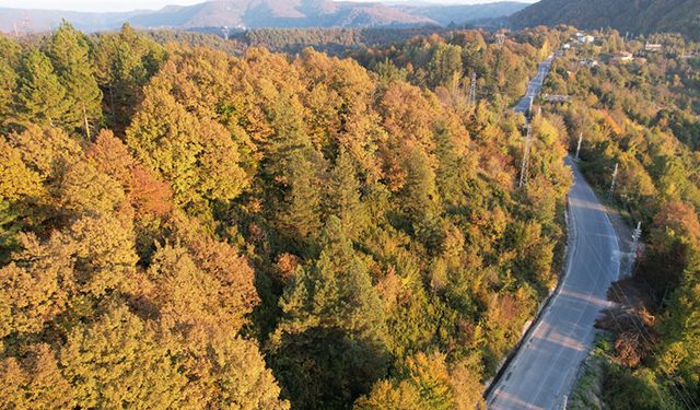 ZONGULDAK'TA ORMANLARA GİRİŞ 30 EYLÜL'E KADAR YASAKLANDI