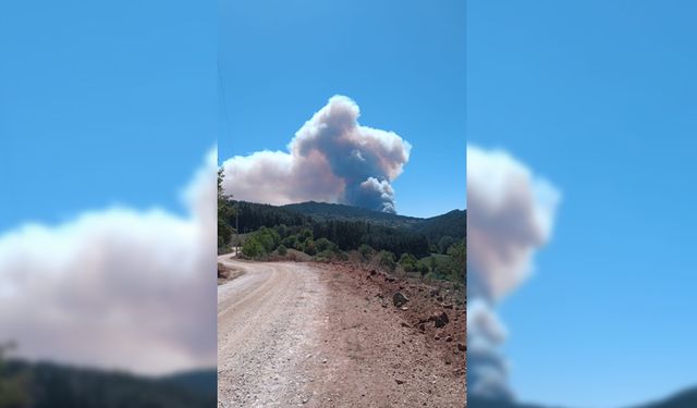 BOLU'DA ANIZ YANGINI ORMANA SIÇRADI