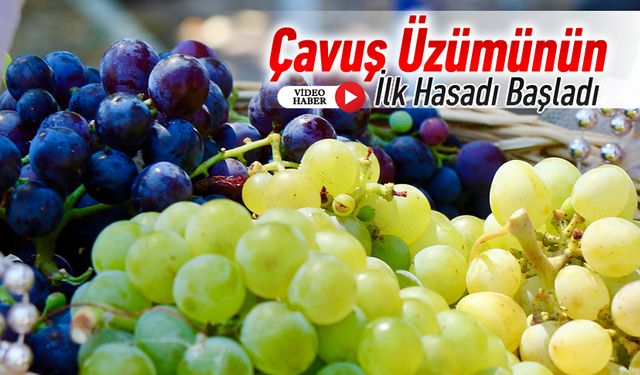 ÇAVUŞ ÜZÜMÜNÜN İLK HASADI BAŞLADI